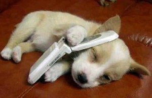 Petit chien avec téléphone